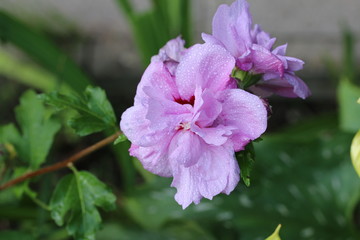 Hibiskus Faltblühte © S. Lorenzen-Mueller