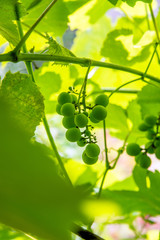 ripening green grapes hanging on the branches of grapes 