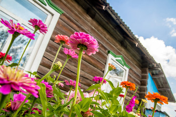 zinnias growing against the background of a wooden house
