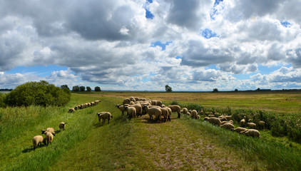 Obraz premium schafherde