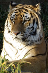 Fototapeta premium Tygrys Amurski