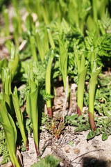 wild spring flower in a field