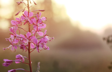 wild flower in fog on sunset