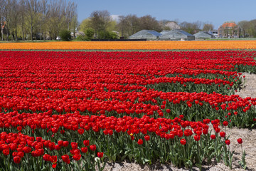 Fototapeta premium Tulip Culture, Netherlands