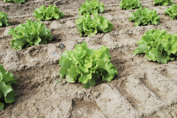 Green salad is growing in the field. Agriculture.