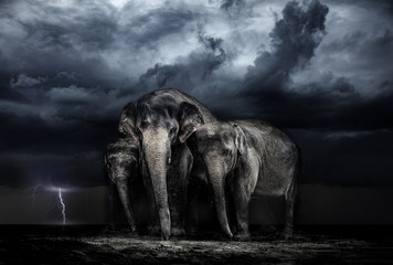 Elephant family. storm in the savannah