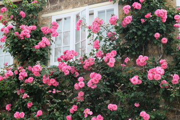 Fototapeta na wymiar Roses around a cottage window, Beaminster, Dorset
