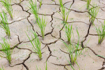 horizontal photo of dying young green rice on cracking field