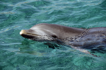Dolphins in Caribbean Sea water