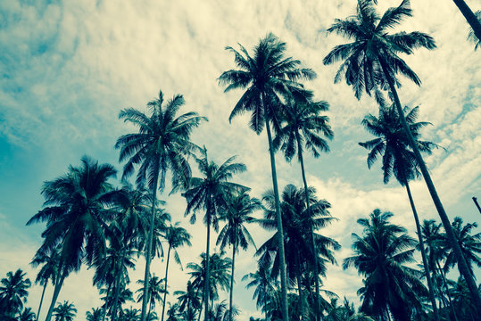 Coconut palm tree in sunny day blue sky background - Travel summer beach holiday concept, vintage tone