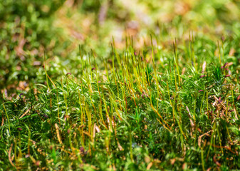 Obraz premium Green moss bryophyte detail macro forest woods wild nature texture background
