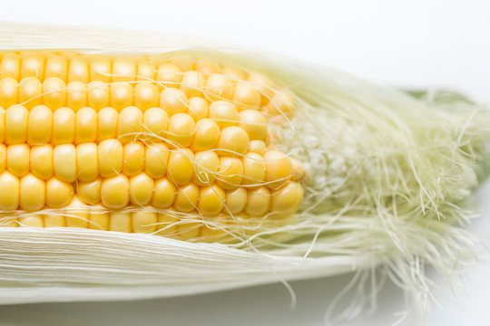 Corn closeup isolated on white