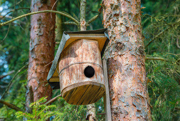 Bird house box wood bark natural design tree forest park nature background