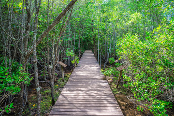 Fototapeta na wymiar Beautiful long wood bridge in mangrove forest - Green nature or save environmental concept. 