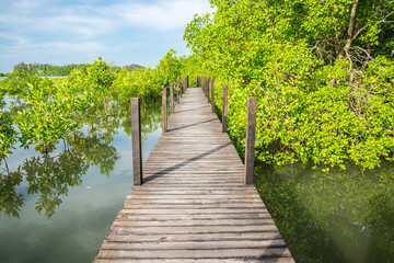 Fototapeta na wymiar Beautiful long wood bridge in mangrove forest - Green nature or save environmental concept. 