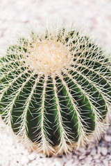 Closeup cactus in the garden