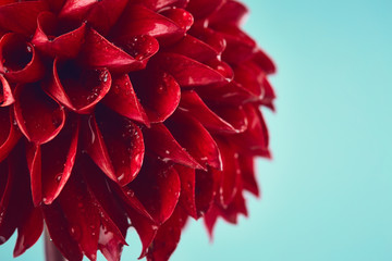 Dahlia with drops of water close up