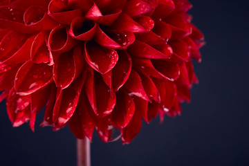 Dahlia with drops of water