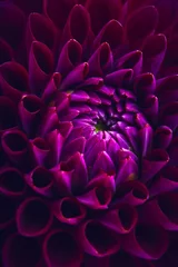 Foto op Plexiglas Dahlia Mooie paarse dahlia