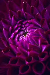 Photo sur Plexiglas Dahlia Dahlia violet