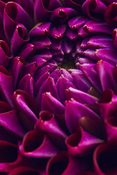 Purple dahlia close up