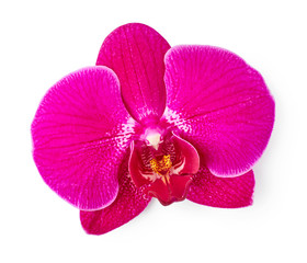 Naklejka na ściany i meble Purple orchid flower