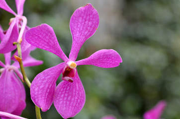 Beautiful purple orchid, phalaenopsis.