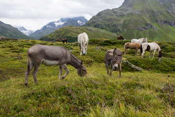 Horses At Silvretta High Alpine Road In Vorarlberg Austria