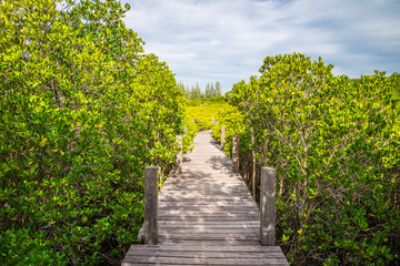 Beautiful long wood bridge in mangrove forest - Green nature or save environmental concept.	