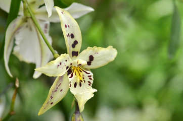 Fototapeta na wymiar Blossom vanda orchid