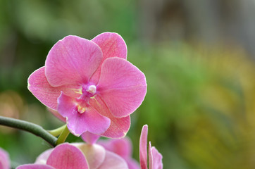 Beautiful purple orchid, phalaenopsis.