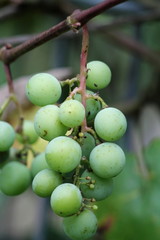 Green unripe grapes in garden