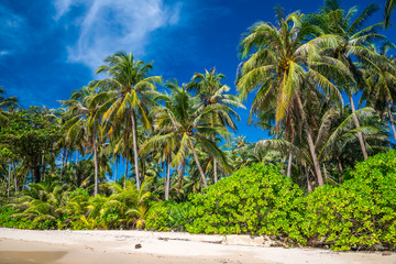 Coconut palm tree on tropical beach - Travel summer beach holiday vacation concept.	