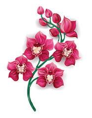 bright pink orchid