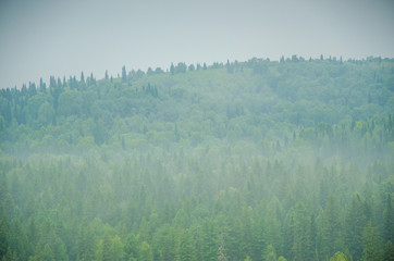 Fototapeta premium thick morning fog in the summer forest.