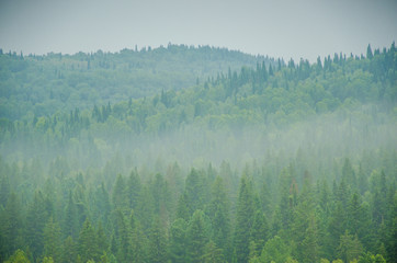 thick morning fog in the summer forest.