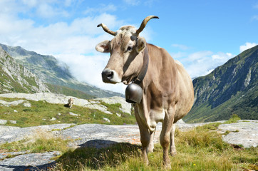 Fototapeta na wymiar Swiss cows at Gotthard pass. Switzerland