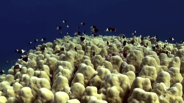 Staghorn coral with Damselfishes and Anthias. Close up. Amazing, beautiful underwater marine sea world Red Sea and life of its inhabitants, creatures and diving.