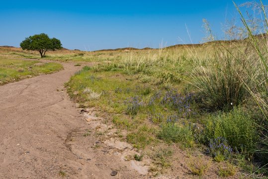 Weg in der Gobi W&uuml;stensteppe mit Baum