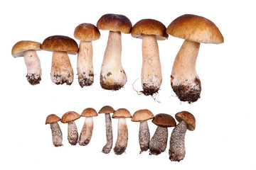 Mushrooms - obrazy, fototapety, plakaty