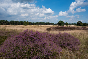 Obraz na płótnie Canvas Moor land in the Netherlands 02