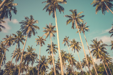 Coconut palm tree in sunny day blue sky background - Tropical summer beach holiday concept.