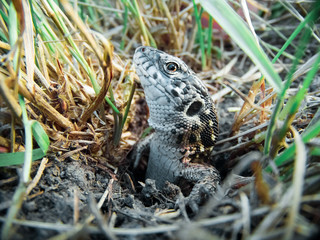 Sand lizard, Lacerta agilis