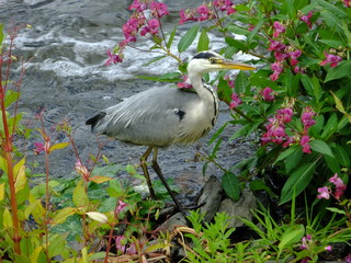 Grey Heron At Waters Edge