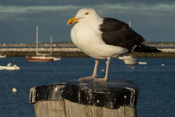 Seagull in Provincetown Harbor