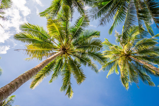 Coconut palm tree with blue sky sunny day background - travel summer holiday concept.