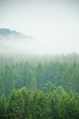 épais brouillard matinal dans la forêt d& 39 été.