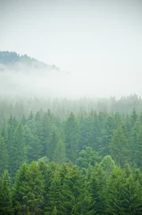 Foto auf Alu-Dibond dichter Morgennebel im Sommerwald. © efimenkoalex