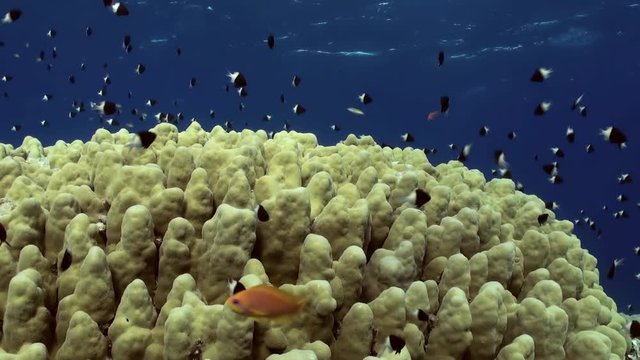 Staghorn coral with Damselfishes and Anthias. Close up. Amazing, beautiful underwater marine sea world Red Sea and life of its inhabitants, creatures and diving.