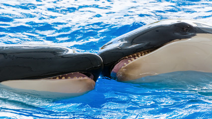 Fototapeta premium Killer whales playing together in the water